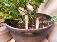 Funny Plant Markers